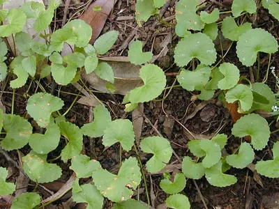 Spadeleaf