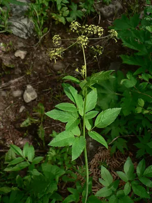 Western sweetroot