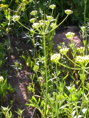 Wyeth biscuitroot