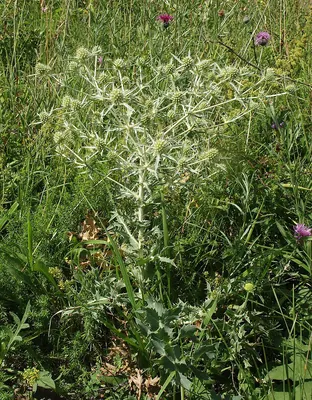 Field eryngo