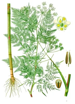 Bulbous chervil