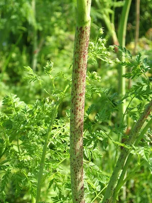 Conium maculatum
