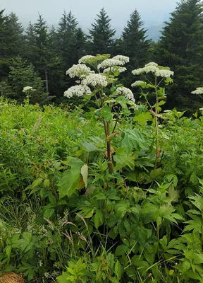 Common Cowparsnip