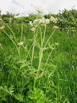 Hogweed