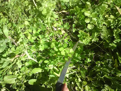 Mediterranean hartwort