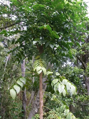 Polyscias cissodendron