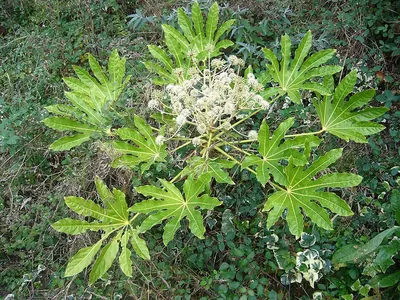 Paperplant