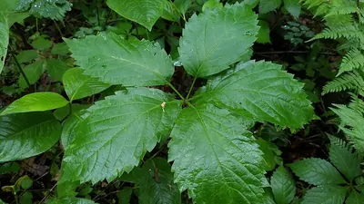 Thicket Creeper