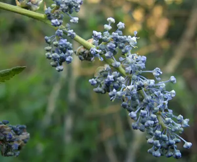 Chaparral whitethorn