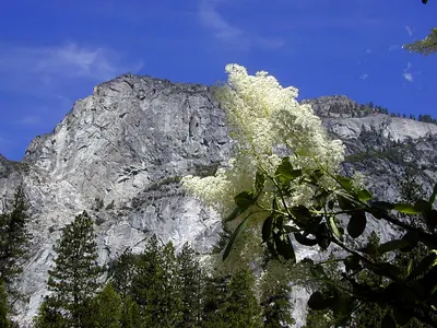 Deerbrush