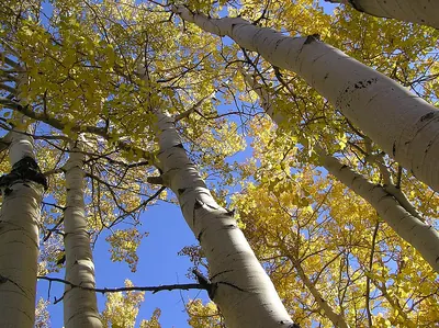 Quaking aspen
