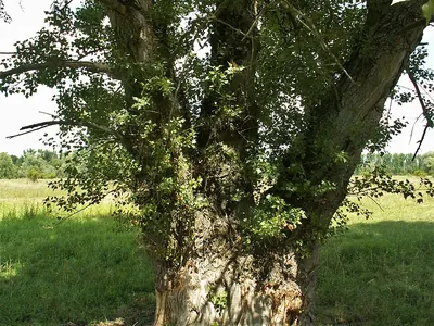 Black poplar