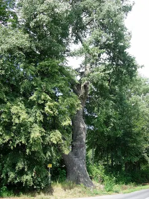 White Poplar