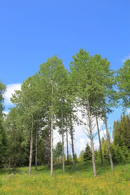 Eurasian Aspen
