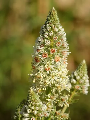 White upright mignonette