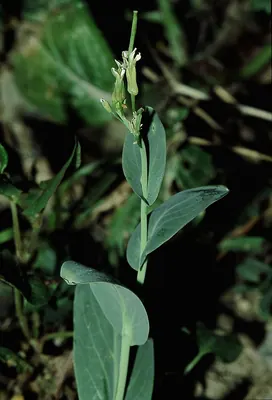 Hare's ear mustard