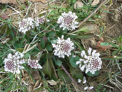 Alpine Pennycress