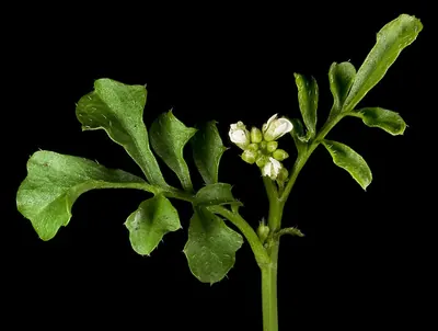Hairy bittercress