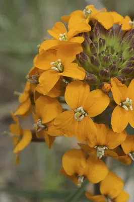 Sanddune wallflower