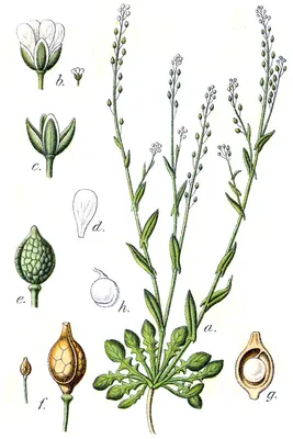 White ballmustard