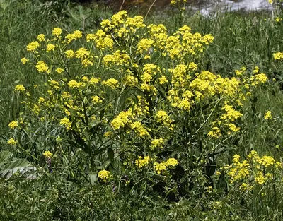Turkish wartycabbage