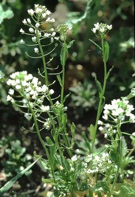 Pennycress
