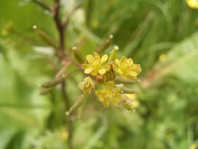 Marsh Yellow-cress
