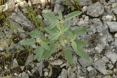 Woolly croton