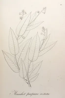 Manihot purpureocostata