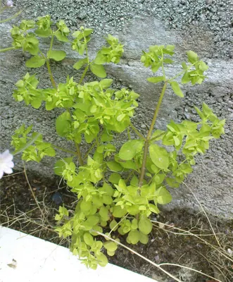 Radium weed