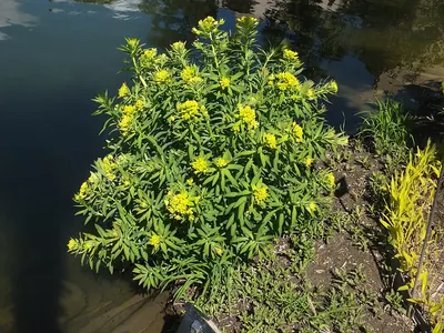 Caper spurge