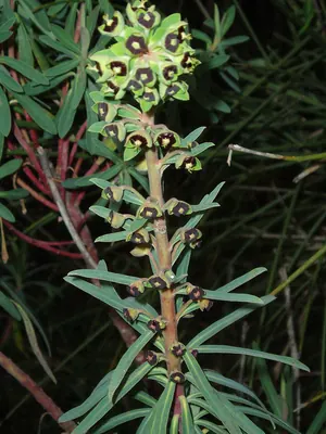 Albanian spurge