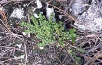 Euphorbia deltoidea