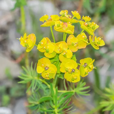 Cypress Spurge