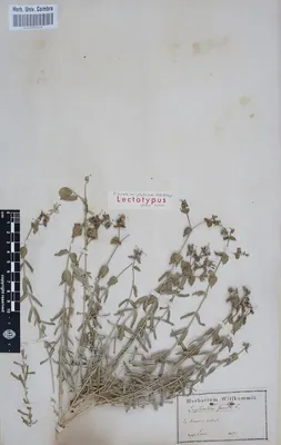 Serrate spurge