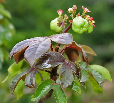 Bellyache bush