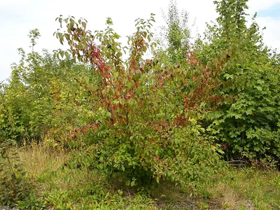 Dogwood