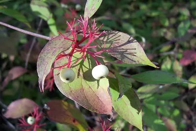 Redosier dogwood