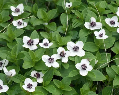 Lapland cornel