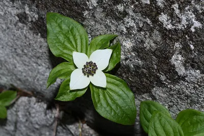 Western cordilleran bunchberry