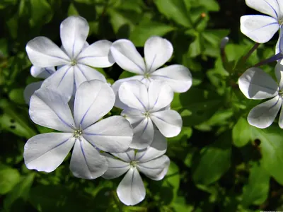 Cape leadwort