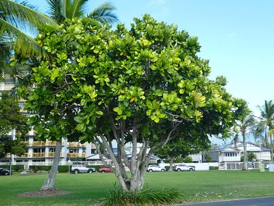 Beach Barringtonia