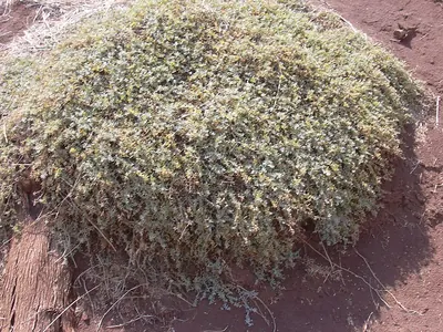 Australian saltbush