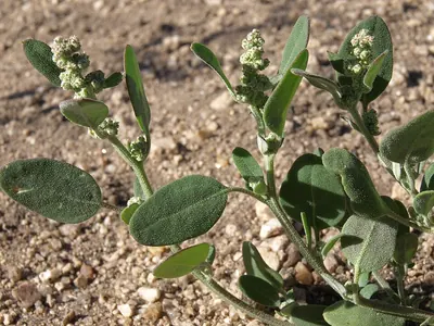 Pinyon goosefoot