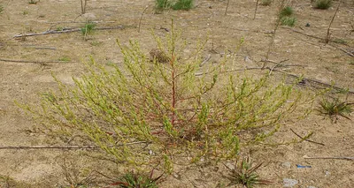 Siberian bugseed