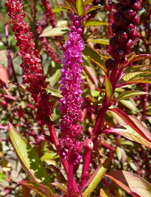 Tropical pokeweed