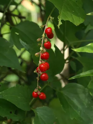 Rougeplant
