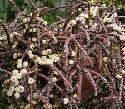 Mistletoe cactus