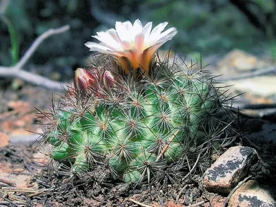 Snowball Pediocactus