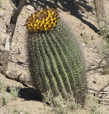 Southwestern Barrel Cactus
